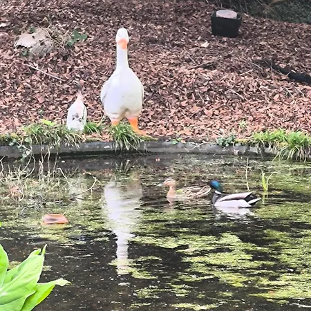 Bed & Breakfast Autonome Magnifique1 Gde Et 1 Pte Avec Jardin D Hiver Tb Situe Chaumont-Gistoux