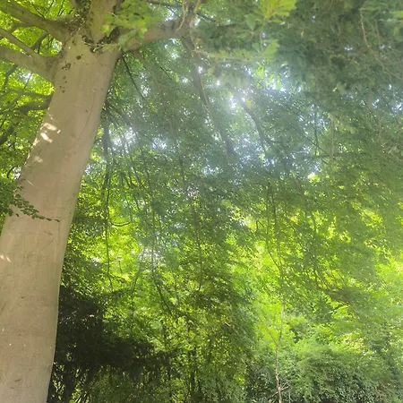 Alojamento de Acomodação e Pequeno-almoço Autonome Magnifique1 Gde Et 1 Pte Avec Jardin D Hiver Tb Situe Chaumont-Gistoux