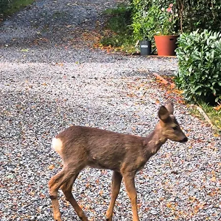 Bed & Breakfast Studio Autonome Magnifique Avec Gd Terrasse &Jardin D Hiver, 1 Gd Lit Et 2 De 90Cm Tb Situe Chaumont-Gistoux 4*
