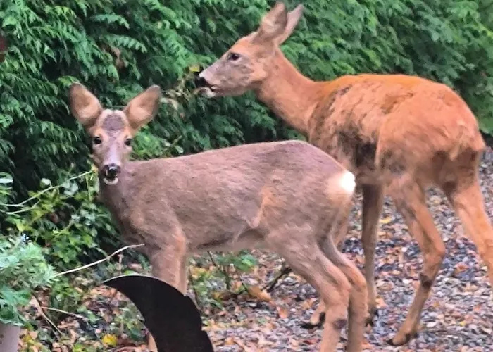 Autonome Magnifique Avec Jardin D Hiver Tb Situé