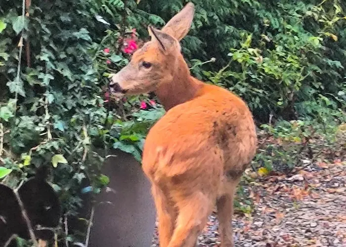 Autonome Magnifique Avec Jardin D Hiver Tb Situé Couette-café Chaumont-Gistoux