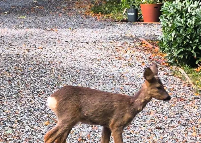 Alojamento de Acomodação e Pequeno-almoço Autonome Magnifique1 Gde Et 1 Pte Avec Jardin D Hiver Tb Situe 4*